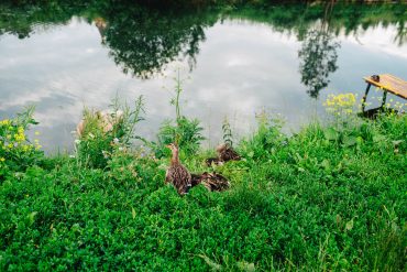 Danube Delta Holiday: Why It’s Unlike Any Other Destination in Romania