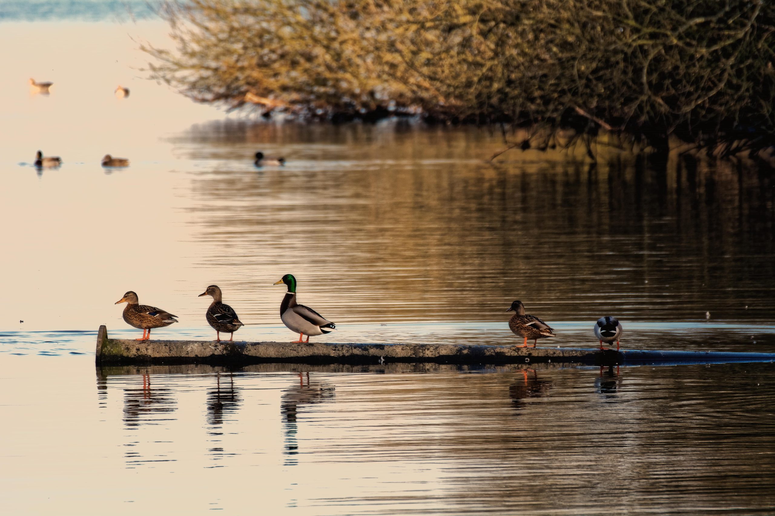 birdwatching Delta Dunării începători folosind binoclu în habitat natural liniștit Delta Dunării