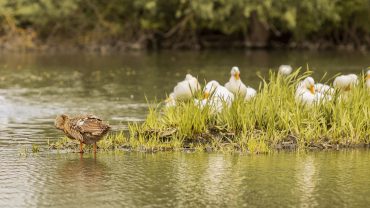 Birdwatching in the Danube Delta – a guide for beginners