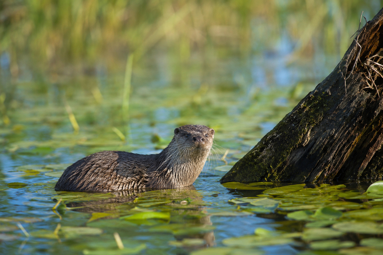 Otters in the Danube Delta: when and where to see them 1 Otters in the Danube Delta: when and where to see them