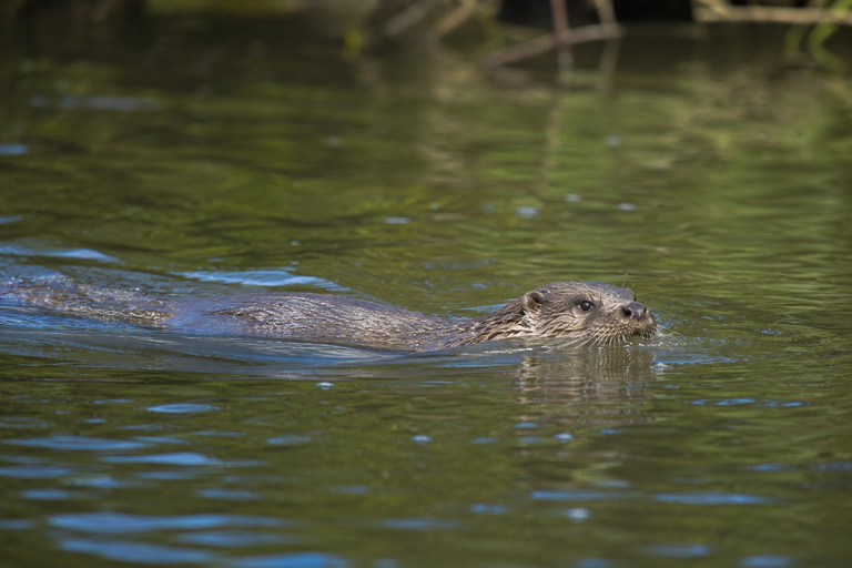 Otters in the Danube Delta: when and where to see them 2 Vidra în Delta Dunării în timp ce vânează pești în apă