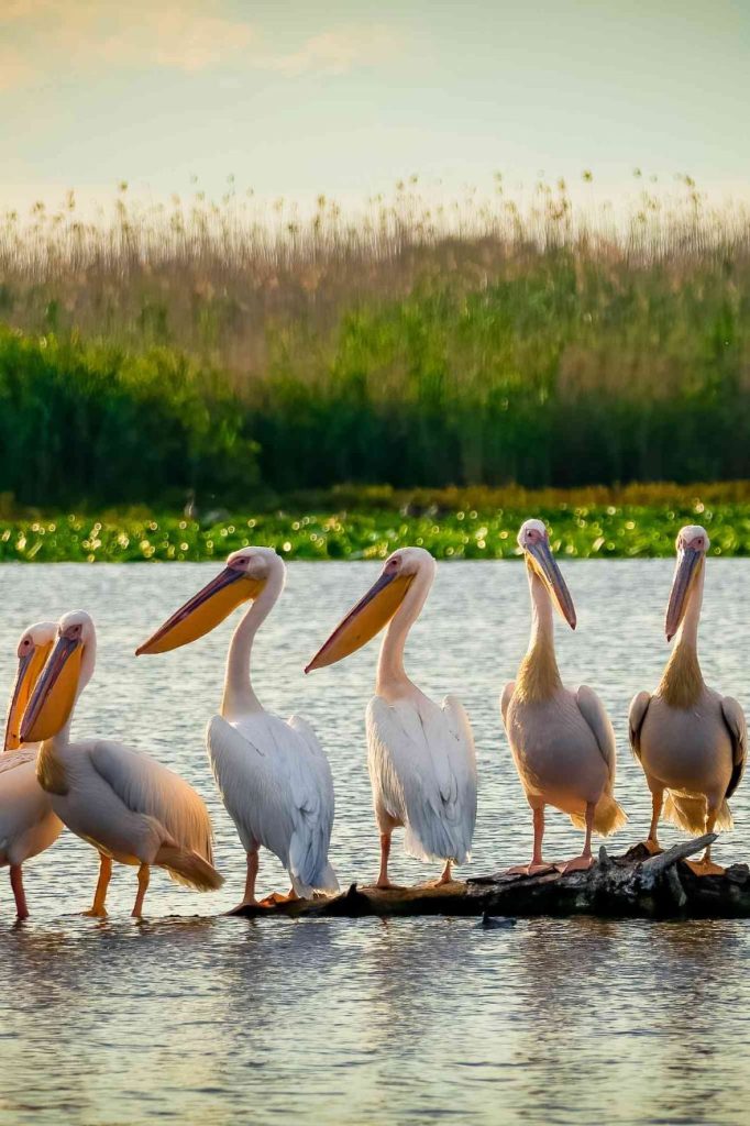 Pelicani odihnindu-se pe un buștean printre stufărișurile din Delta Dunării